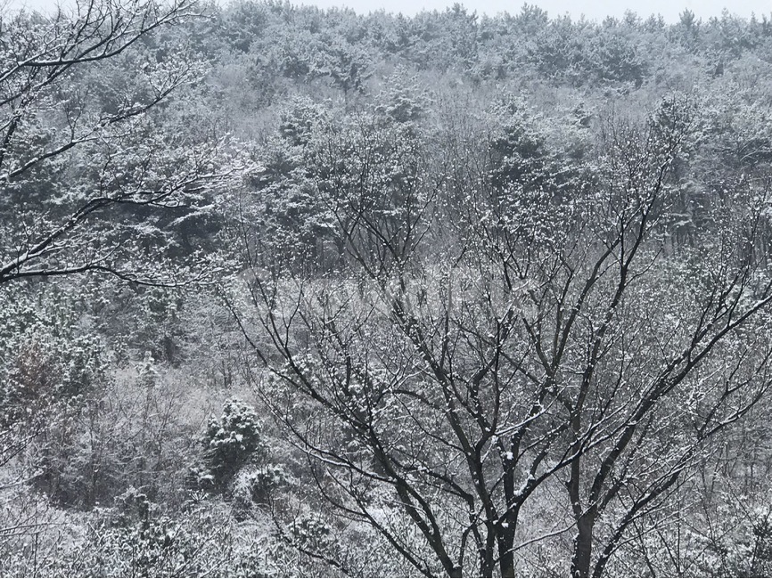 자연,풍경,겨울산,겨울나무,산,겨울,계절,winter,season,자연,풍경,nature,landscape,outdoors,옥외,frost,서리,snow,눈