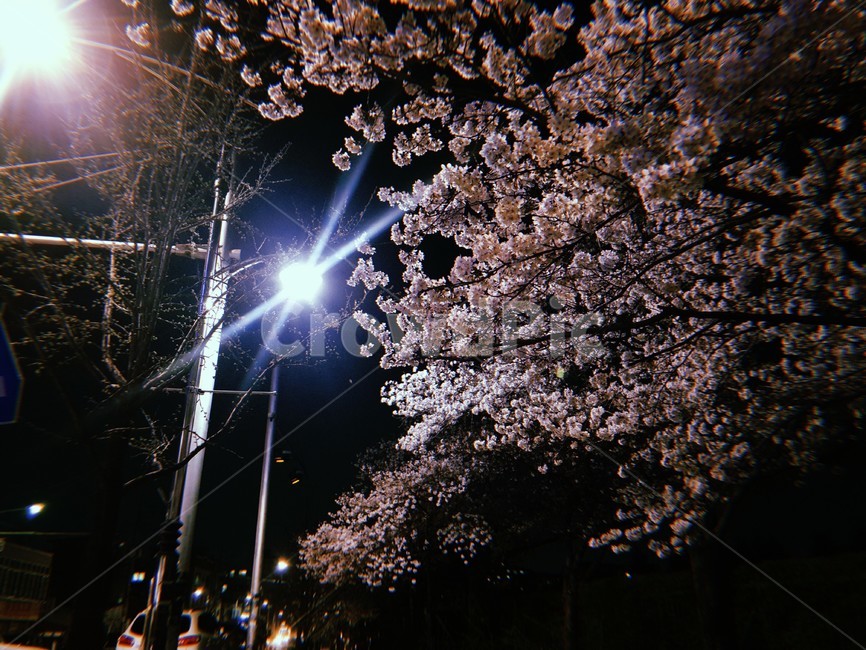 식물,꽃,나무,벚꽃,빛,light,plant,cherryblossom,flower