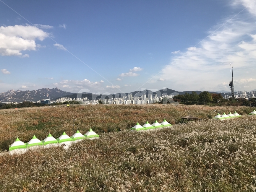 가을하늘,구름,하늘,파란하늘,풍경,배경,갈대밭,들풀,산책,여유,시원함,Sky,Cloud,자연,자연,풍경,nature,landscape,한국자연풍경,한국자연경관,korea nature landscape,도시,city,한국도시풍경,한국도시경관,korea cityscape,land,땅,outdoors,옥외
