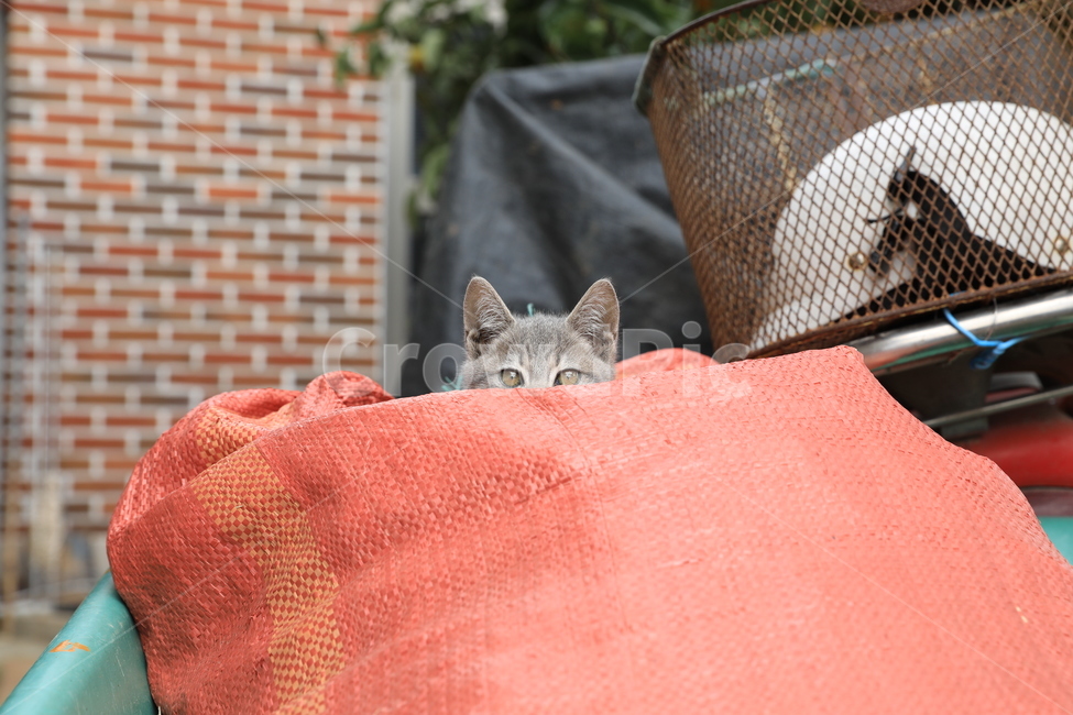 고양이,아기고양이,집고양이,코리안숏헤어,애완동물,동물,애완묘,냐옹이,animal,cat,koreanshorthair,kitty,숨바꼭질,동물,animal,포유류,mammal,고양이,cat,kitten,kitty