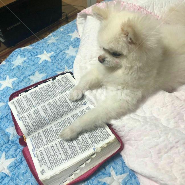 책보는강아지,강아지,애완견,애완동물,dog