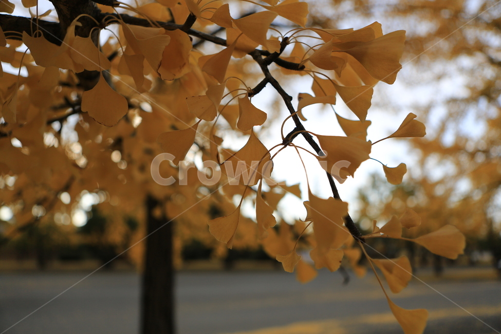 은행잎,가을,단풍,아산,노랑,바탕,가을,계절,fall,autumn,season,leaf,잎,plant,식물,tree,나무