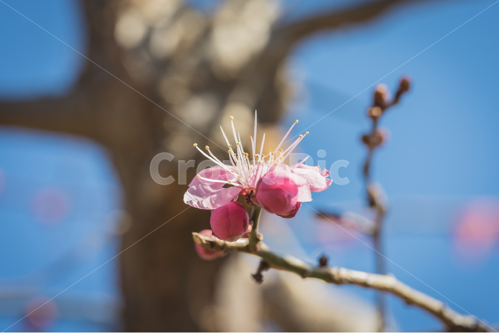 꽃,홍매화,봄,자연,접사,매화,풍경,spring,flower,nature,beauty,macro,봄,계절,spring,season,식물,자연,plants,nature,꽃,flower,감성,sensible,feeling,plant
