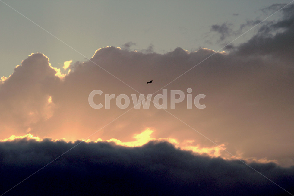 flare,플레어,light,빛,animal,동물,bird,새,sunset,일몰,자연,풍경,nature,landscape