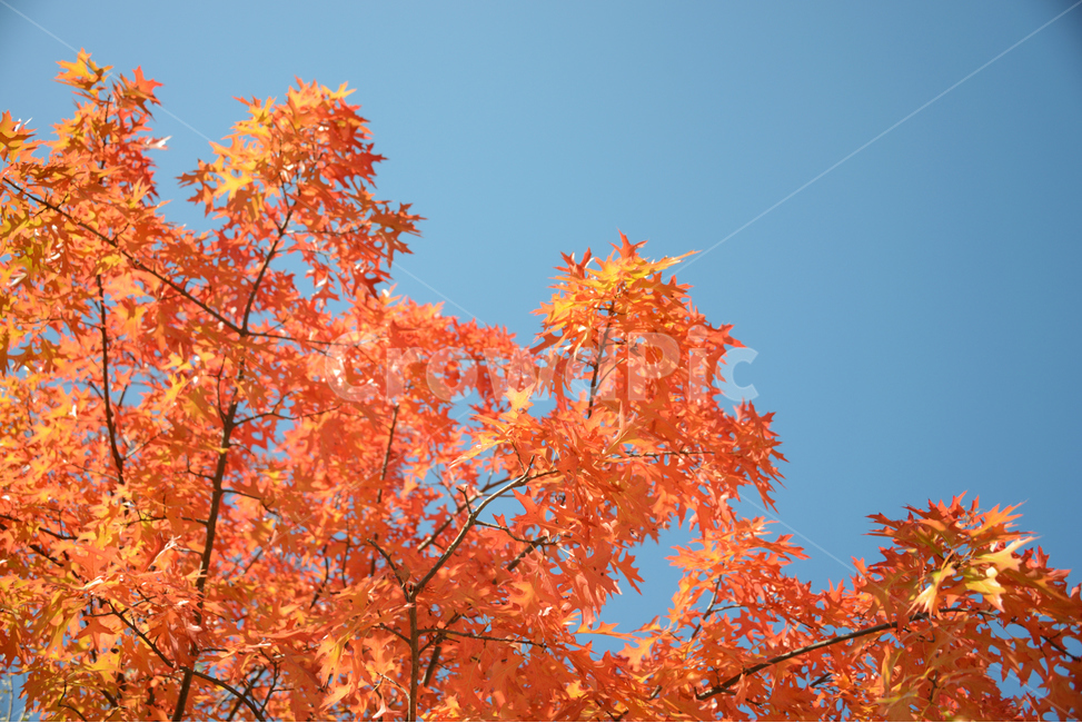 sky,nature,red fruit,tree,bluesky,leaf,sun,Maple leaf,beautiful,sunlight,giant oak tree,fall,beutiful,plant,maple,autumn,Emotion,sensible,sunnyday,Maple