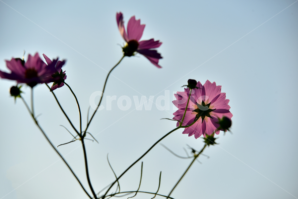 코스모스,코스모스꽃,꽃,가을,가을꽃,꽃받침,하늘,식물,국화과,꽃잎,cosmos,flower,fall,autumn,plant,blossom,flowercup,petal,식물,자연,plants,nature,꽃,flower