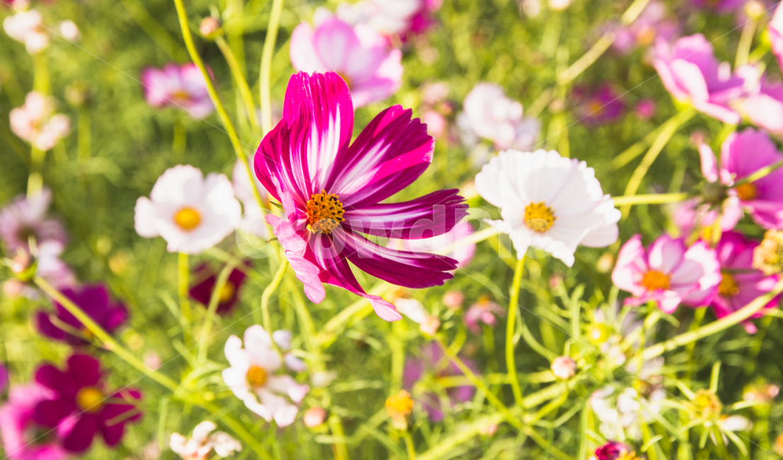 plant,식물,flower,blossom,꽃,petal,꽃잎,pollen,화분,anther,꽃밥