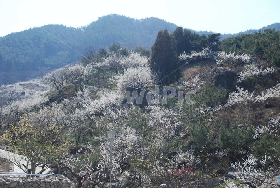 청매실,농원,봄,자연,휴양지,봄,계절,spring,season,자연,풍경,nature,landscape,한국자연풍경,한국자연경관,korea nature landscape,plant,식물,tree,나무,fir,전나무,abies,아비