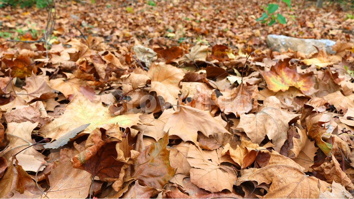 낙엽,단풍,나뭇잎,자연,가을,가을,계절,fall,autumn,season,plant,식물,leaf,잎,tree,나무