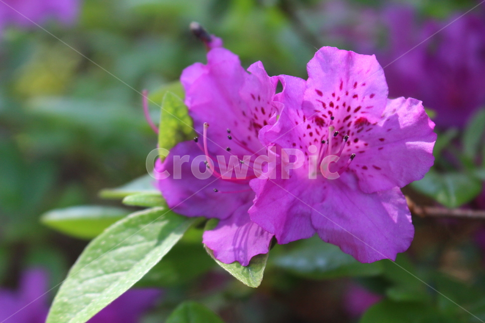 blossom,꽃,flower,plant,식물,진달래,봄,spring