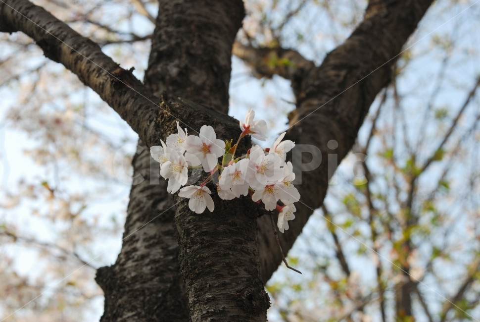 벚꽃,나무,공원,축제,산,자연,하얀,잎,조경,봄,4월,식물,자연,plants,nature,봄,계절,spring,season,꽃,flower,plant,tree trunk,나무 줄기,tree