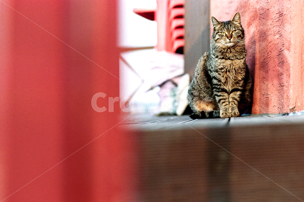 필름,필름사진,필름느낌,필름감성,고양이,길냥이,길고양이,야옹이,냐옹이,캣,펫,반려묘,애완묘,반려동물,애완동물,도둑고양이,떠돌이,관찰,구경,응시,휴식,animal,mammal,pet,cat,동물,animal,포유류,mammal,고양이,cat,kitten,kitty