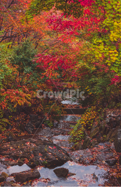 tree,나무,plant,식물,maple,단풍,leaf,잎,가을,autumn,fall,가을,계절,fall,autumn,season