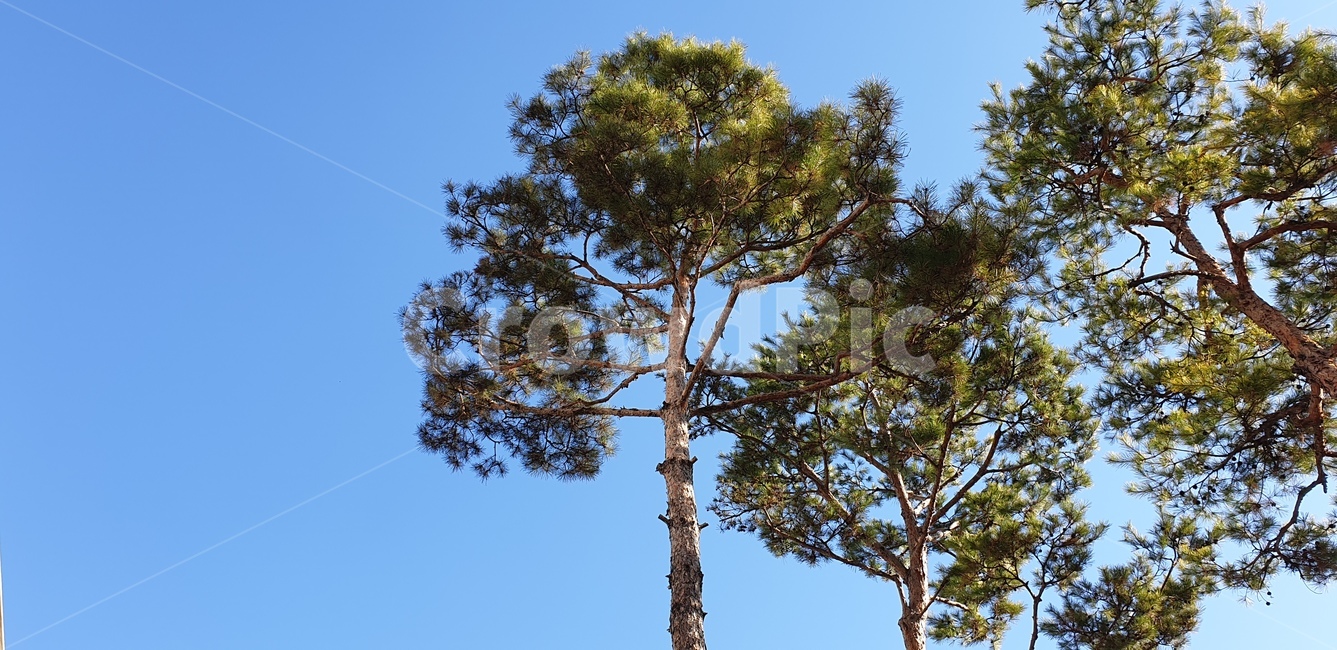 소나무,하늘,풍경,배경,멋짐,자연,풍경,nature,landscape,식물,plants,나무,trees,wood,tree,plant,tree trunk,나무 줄기