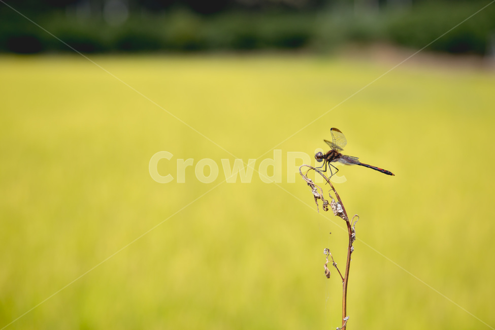 곤충,잠자리,dragonfly,insect,가을,anisoptera,아니소프테라,무척추동물,animal,invertebrate,동물,추수,배경사진,동물,animal,곤충,벌레,insect,bug