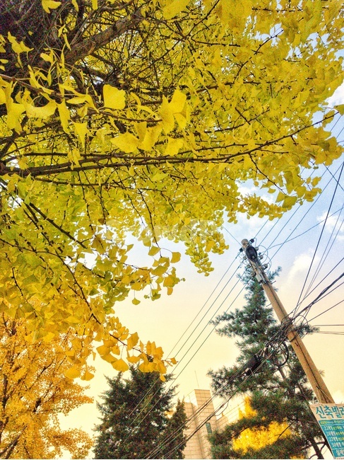 tree,나무,plant,은행나무,가을,노랑색,용인,가을,계절,fall,autumn,season,식물