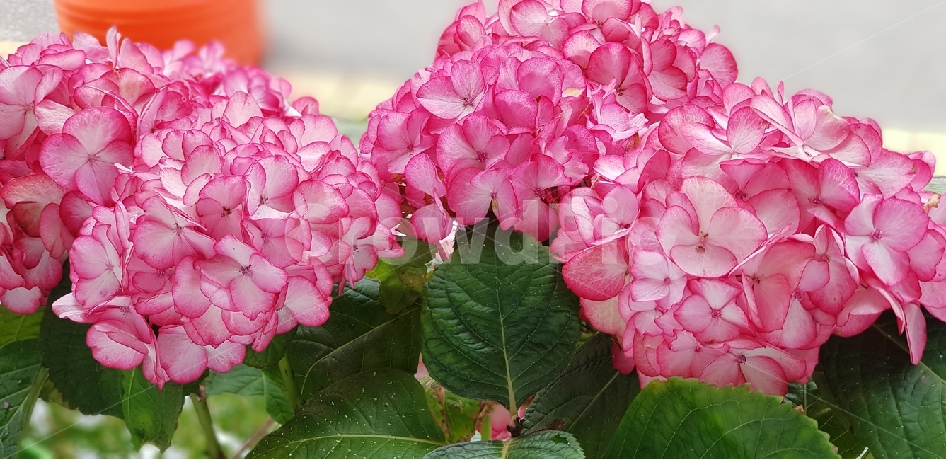 분홍빛,식물,여름꽃,이쁨,수국,식물,자연,plants,nature,꽃,flower