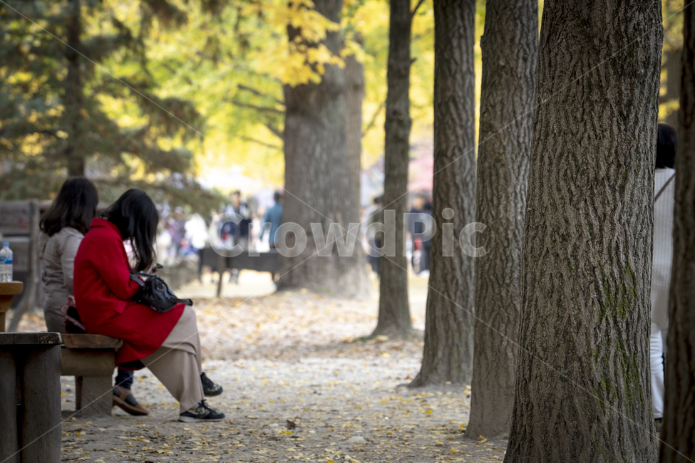 treetrunk,나무줄기,tree,plant,식물,인간,사람,신발류,의복,구두,의류,자연,나무,단풍,은행나무,거목,나무의자,여성,빨간옷,긴머리,거리,남이섬,관광객,가을,단풍구경,단풍놀이,낙엽,벤치,휴식,힐링,여행,가을,계절,fall,autumn,season,사람,인물,인간,human,person,여성,여자,woman,female,lady,tree trunk,나무 줄기
