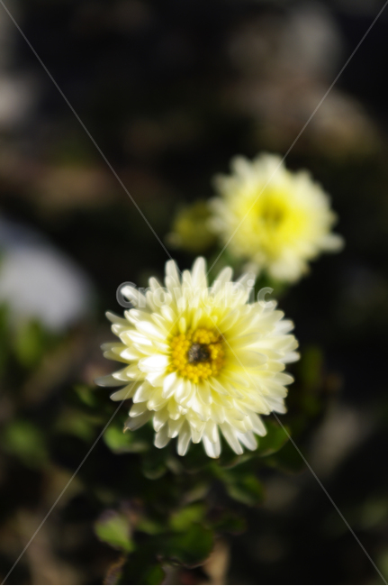 식물,plant,꽃,flower,국화,소국,식물,자연,plants,nature,꽃,flower