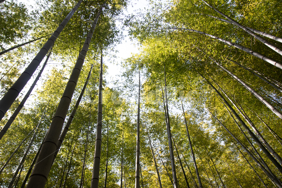 대나무,숲,대나무숲,대숲,돌탑,자연,풍경,nature,landscape,plant,식물,bamboo