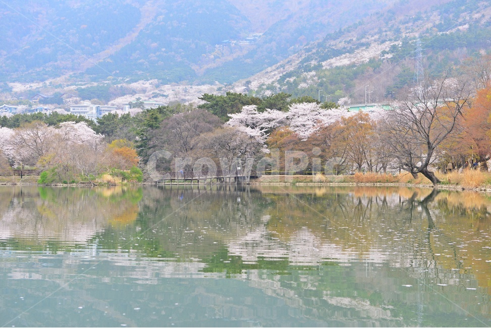 경남,창원,진해,내수면환경생태공원,공원,봄,꽃,봄꽃,벚꽃,반영,저수지,nature,자연,outdoors,옥외,plant,식물,flower,blossom,water,물,자연,풍경,nature,landscape