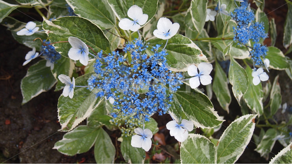 꽃,수국,파란꽃,들꽃,카멜리아힐,식물,자연,plants,nature,꽃,flower