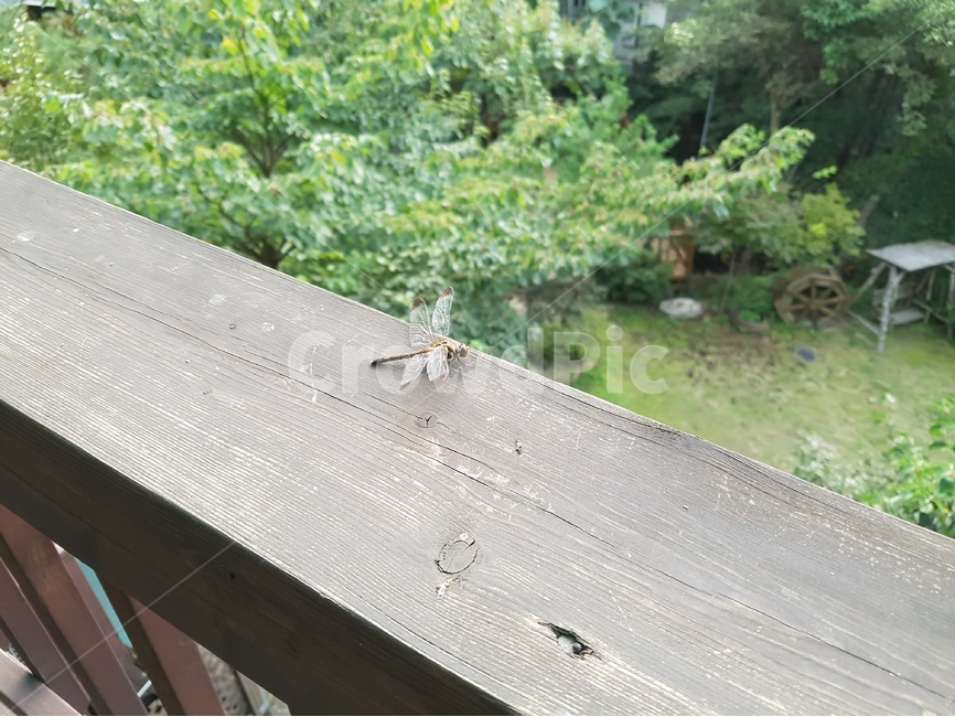 자연,잠자리,곤충,근접촬영,나무,동물,animal,곤충,벌레,insect,bug