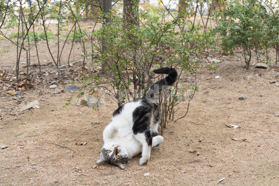 고양이,동물,길고양이,도시,자연,뒷모습,길냥이,cat,catlife,삶,꽈당,동물,animal,포유류,mammal,고양이,cat,kitten,kitty