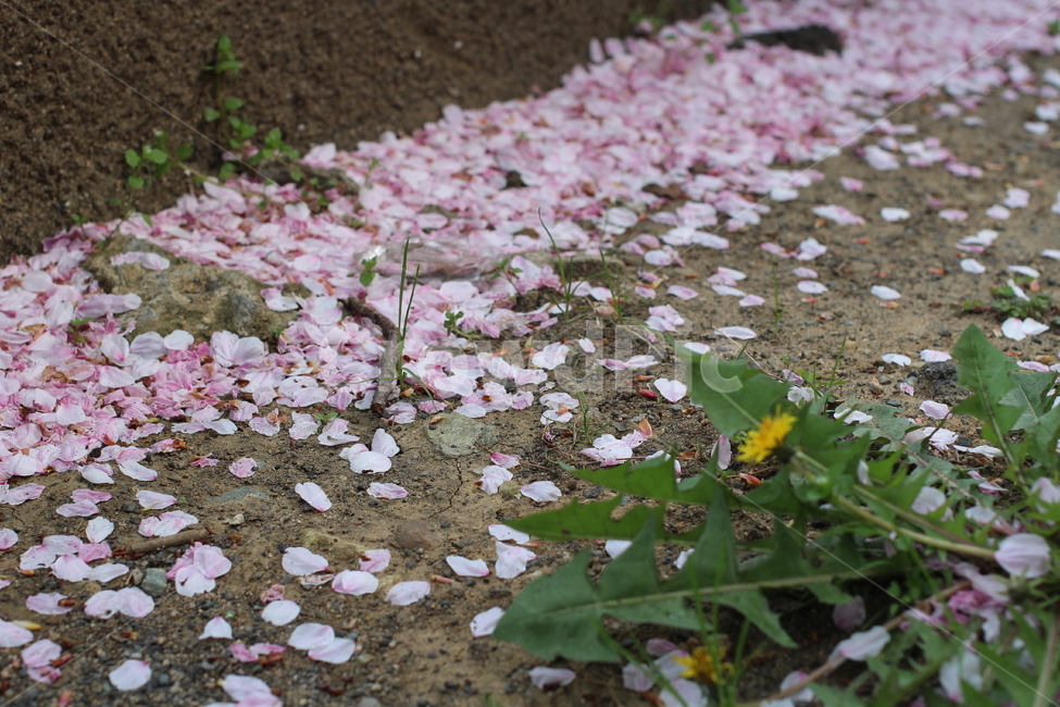 벗꽃,cherryblossoms,봄,꽃,분홍색,벗꽃잎,계절,봄,계절,spring,season,꽃,flower,plant,식물,blossom,petal,꽃잎
