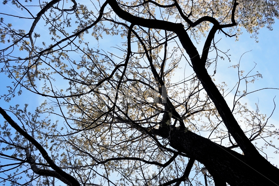 벚꽃,봄,벚나무,자연,하늘,꽃,cherrytree,blossom,spring,봄계절,감성,봄벚꽃,식물,자연,plants,nature,나무,trees,wood