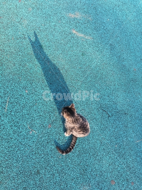 고양이,cat,그림자,동물,길고양이,동물,animal,포유류,mammal,고양이,cat,kitten,kitty