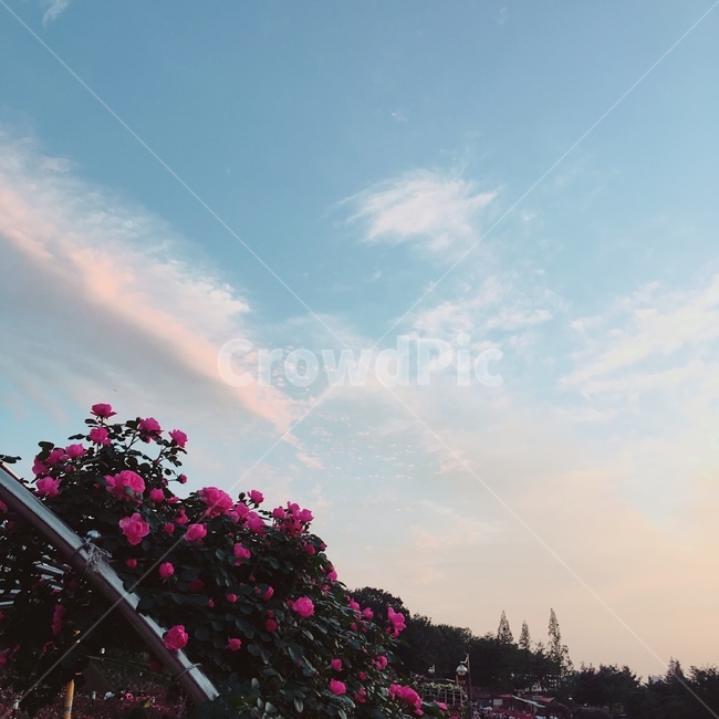 장미,꽃,풍경,분홍,자연,rose,화단,색감,노을,sunset,pink,blue,sky,나무