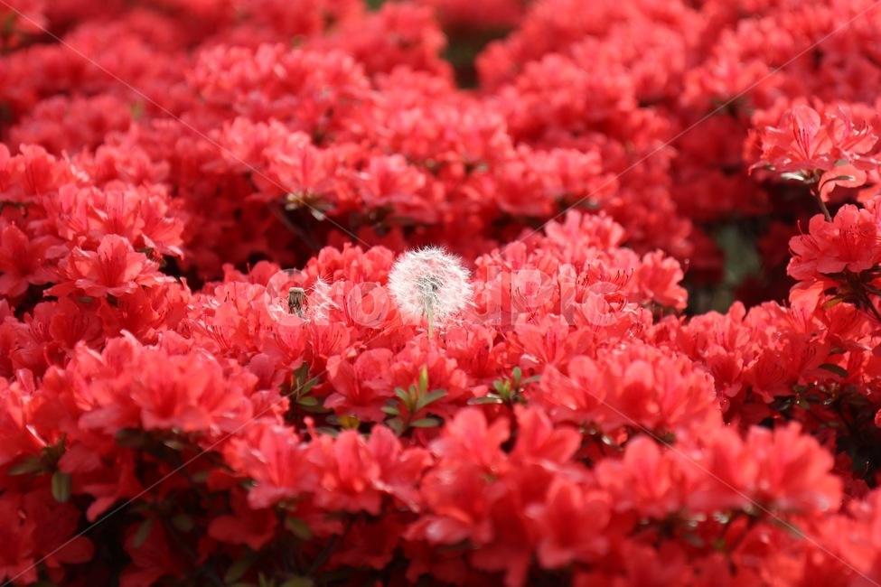 flower,꽃,식물,blossom,plant,식물,자연,plants,nature,꽃,flower