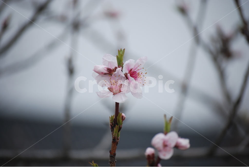 꽃,벚꽃,매화,봄,겨울,봄꽃,겨울꽃,꽃잎,flower,cherryblossom,spring,winter,식물,자연,plants,nature,꽃,flower
