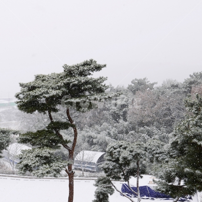 눈,소나무,snow,pinetree,snowphoto,겨울,계절,winter,season,식물,자연,plants,nature,나무,trees,wood