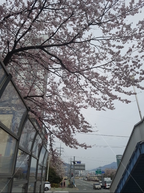 꽃,식물,벚꽃,길거리,육교