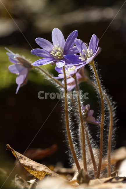 화야산,청노루귀,봄,봄꽃,야생화,봄,계절,spring,season,식물,자연,plants,nature,꽃,flower,plant,blossom,geranium,제라늄