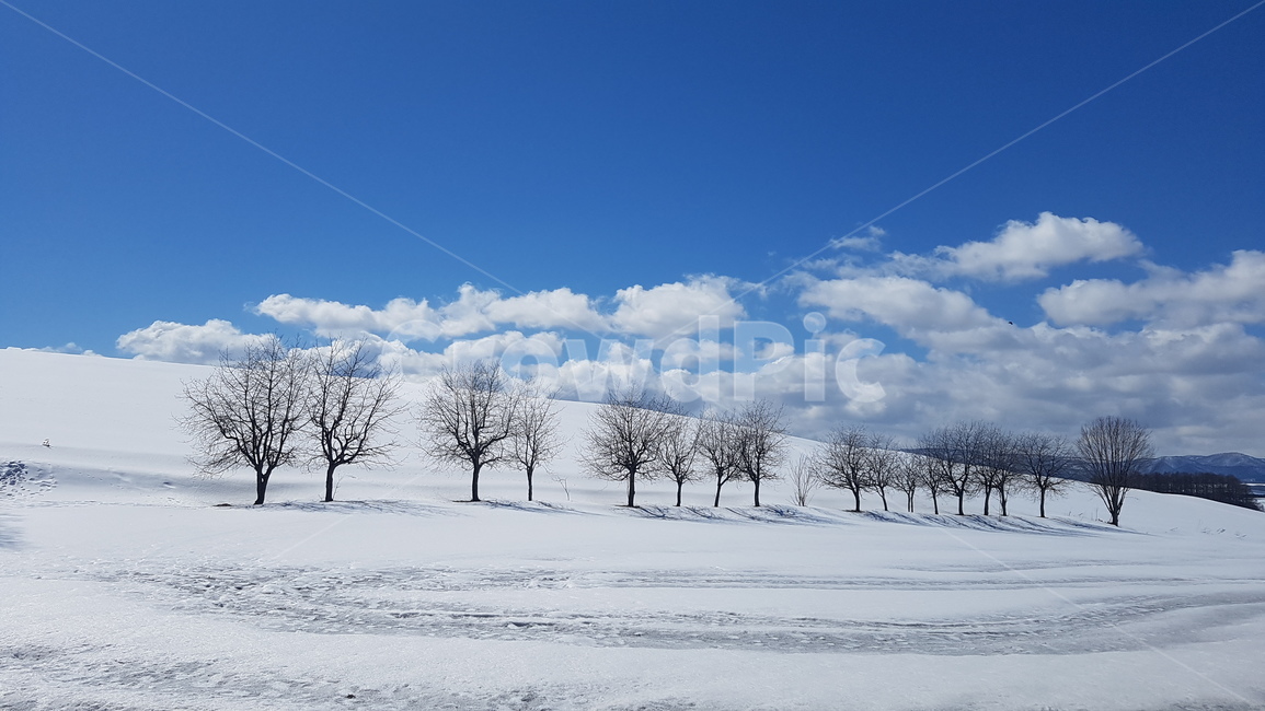 훗카이도,일본,비에이,눈,설경,겨울,계절,winter,season,자연,풍경,nature,landscape,outdoors,옥외,scenery