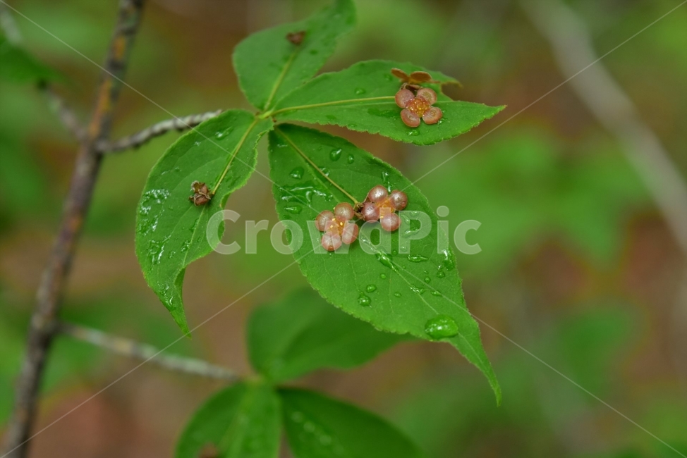 회목나무,야생화,꽃,생태,식물,자연,들꽃,산꽃,여름,감성,힐링,플라워,계절,식생,시즌,wild,Flower,plants,nature,spring,season,배경,나무,목본,분홍색,브로치,젤리,식물,자연,plants,nature,꽃,flower