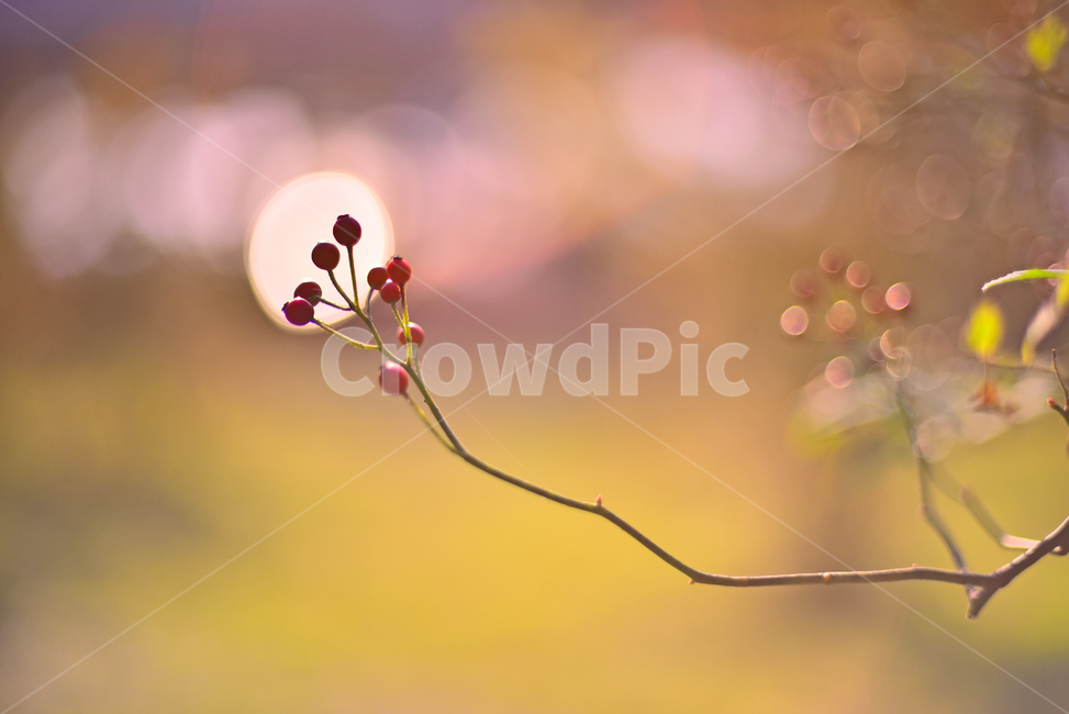 가을배경,감성사진,감성풍경,보케,빛망울,플레어,flare,fruit,plant,red,little,autumn,fall,background,sensible,emotional,feeling,느낌,분위기,가을감성,찔레,열매,씨앗,가을풍경,찔레열매,가을분위기,아웃도어,옥외,야외,배경,바탕,백그라운드,늦가을,필링,감성,결실,작은,빨강색,outdoors,새먹이,식물,나무열매,시즌,계절,과일,열매,fruit