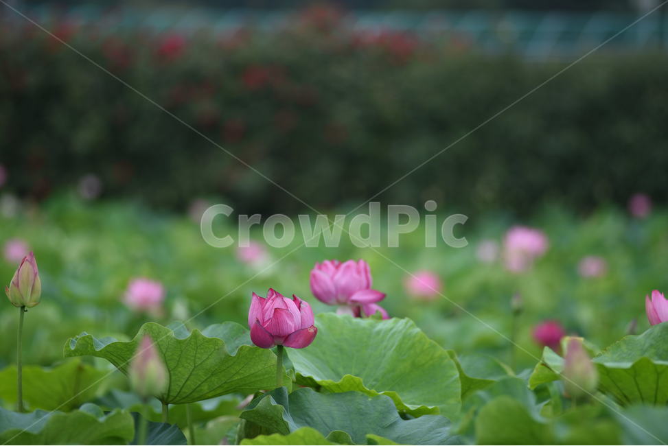 꽃,연꽃,식물,여름,연잎,식물,자연,plants,nature,꽃,flower