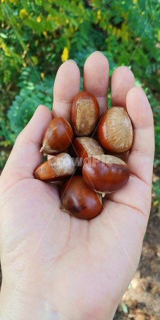 음식,식물,food,인간,곡물,밤,꿀밤,가을,군밤