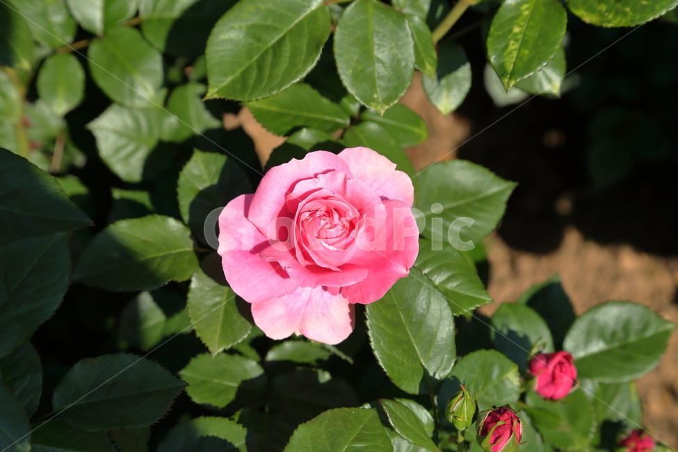 장미,장미꽃,빨간장미,분홍장미,rose,flower,아름다움,5월,6월