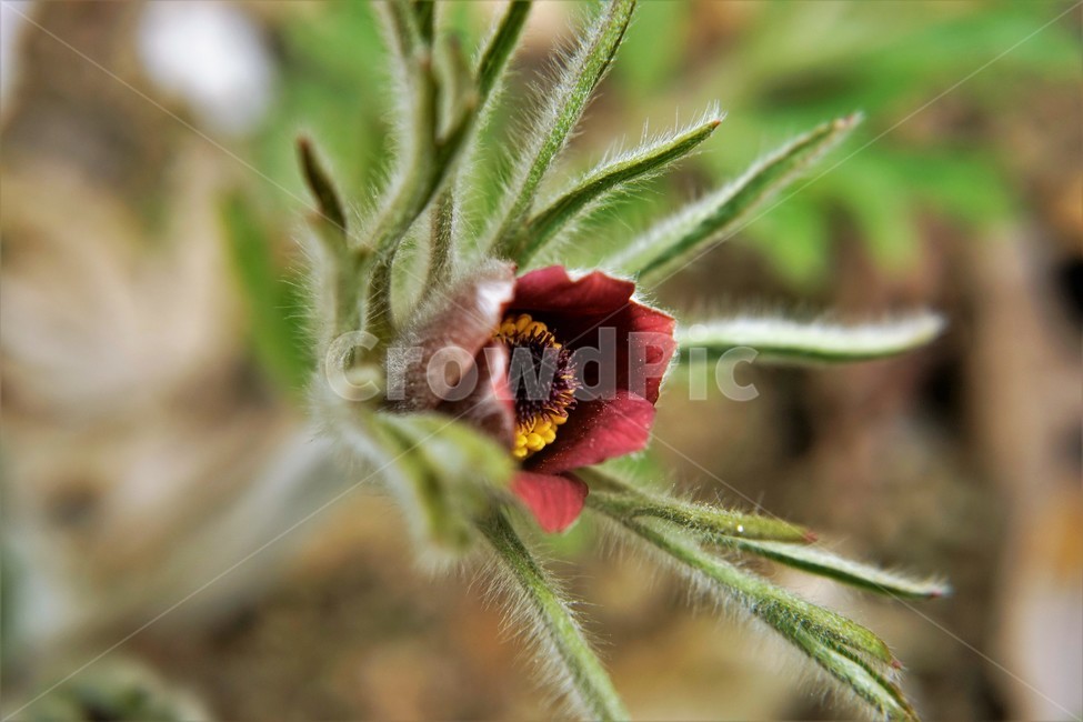 할미꽃,솜털,봄,봄꽃,자연,식물,꽃,plant,암술,수술,Pulsatillakoreana,한국특산,백두옹,독초,강장제,화왕계,여러해살이풀,미나리아재비과,쌍떡잎식물,흰털,할머니머리카락,흰머리,노인,꼬부랑,한방약재,할머니