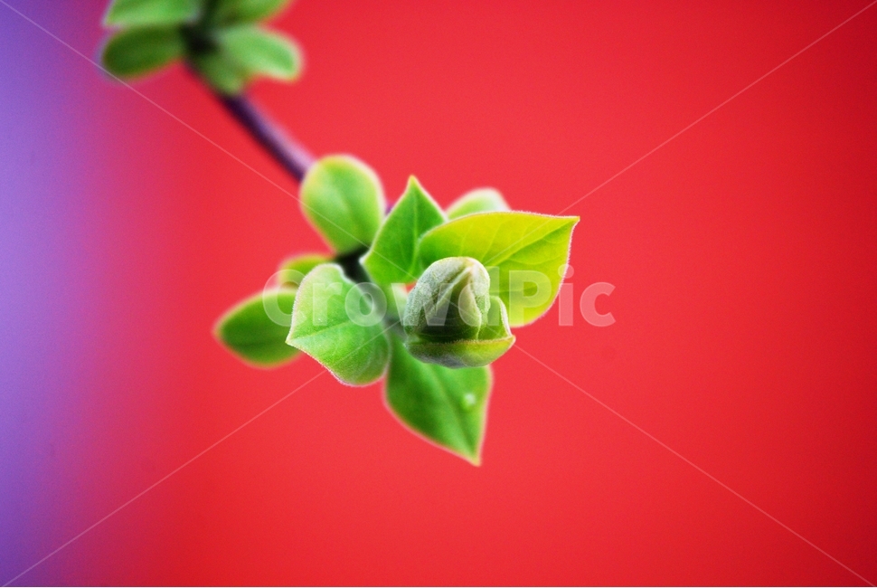 봄,새싹,라일락,새순,배경사진,빨간색,봄,계절,spring,season,식물,자연,plants,nature,flower,꽃,blossom,sprout,bud,싹,plant,leaf,잎