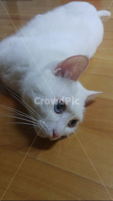 반려묘,고양이,터키앙고러,사랑스런,반려동물,동물,animal,고양이,cat,kitten,kitty