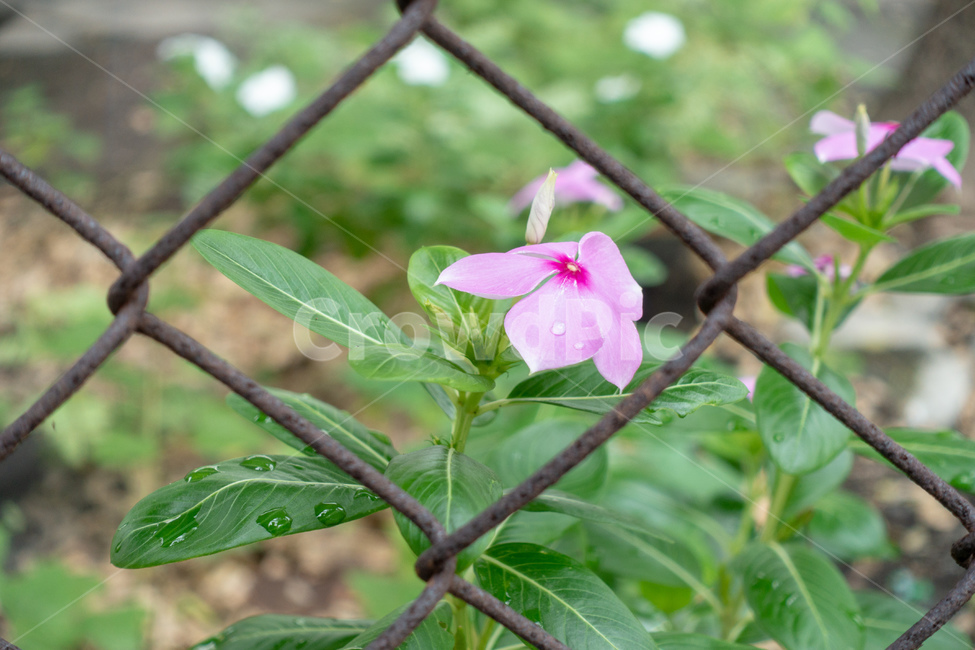 꽃,들꽃,flower,wildflower,야생화,flora,식물,생명,자연,nature,가을,autumn,식물,자연,plants,nature,꽃,flower