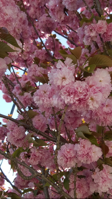 가로수,꽃,만개,꽃나무,분홍,식물,자연,plants,nature,꽃,flower