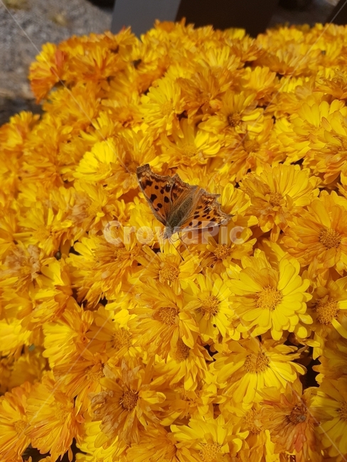 꽃,나비,예쁜꽃,국화,노란꽃,식물,자연,plants,nature,꽃,flower,동물,animal,곤충,벌레,insect,bug