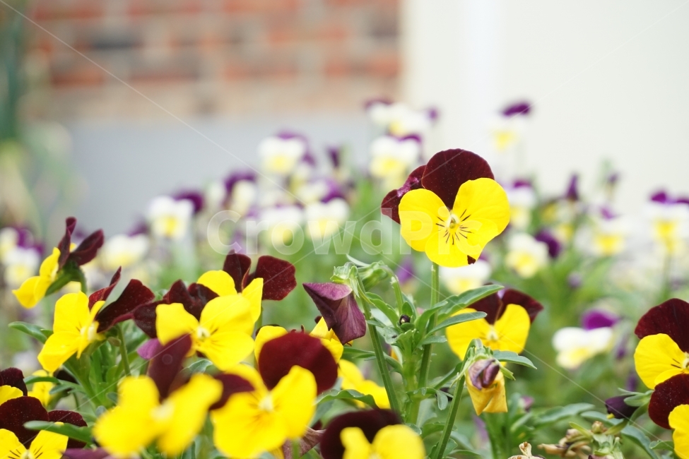 꽃,펜지,화단,자연,펜지꽃,식물,자연,plants,nature,꽃,flower